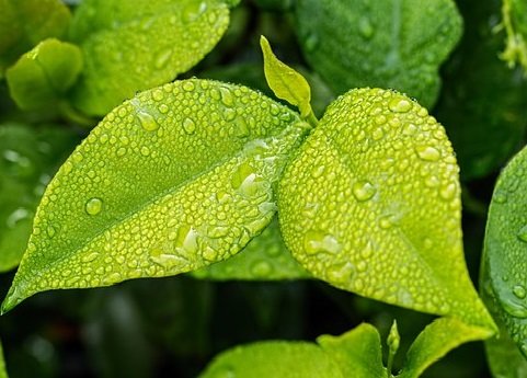 Groene uitvaart